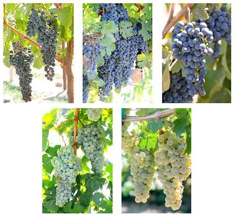 Four new resistant grape varieties get the green light in France.